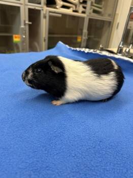 Rescue Guinea Pig Guinea Pigs for Adoption in Bellevue, Washington - Voorhees | PetCurious